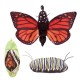 Marionnette à main Métamorphose du papillon monarque